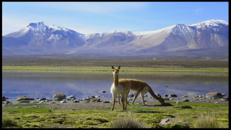 PARQUE NACIONAL LAUCA E LAGO CHUNGARA, Arica, CHILE