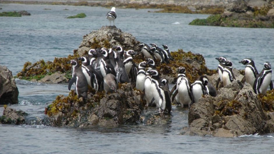 ISLA GRANDE DE CHILOE; ANCUD E  PINGUINERAS DE PUÃIHUIL, Puerto Varas, CHILE