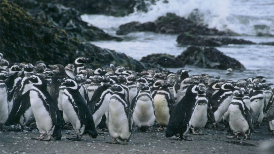 ISLA GRANDE DE CHILOE; ANCUD E  PINGUINERAS DE PUÃIHUIL, Puerto Varas, CHILE