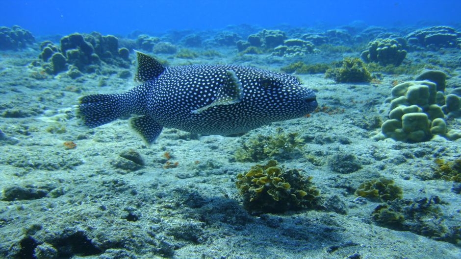 MERGULHO NA ILHA DE PÃSCOA, Ilha de Pascoa, CHILE