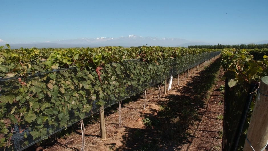 ROTA DOS VINHOS 1/2 DIA EM MENDOZA, Mendoza, ARGENTINA