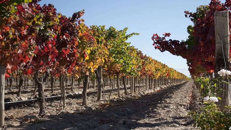 ROTA DOS VINHOS 1/2 DIA EM MENDOZA, Mendoza, ARGENTINA