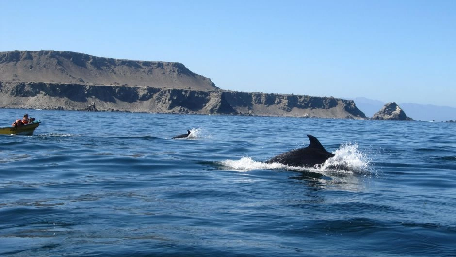 Visita de dia inteiro Ã  Ilha Damas, Reserva Nacional Humbolt Penguin, La Serena, CHILE