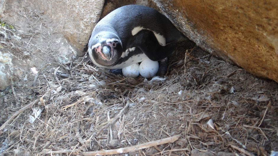 Visita de dia inteiro Ã  Ilha Damas, Reserva Nacional Humbolt Penguin, La Serena, CHILE