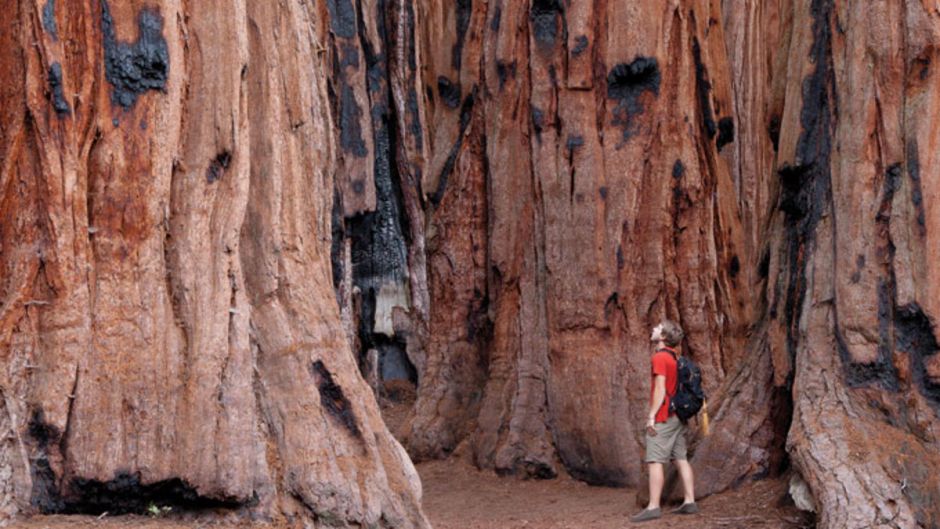 Tour a Yosemite e sequÃÂ³ias gigantes, San Francisco, CA, ESTADOS UNIDOS