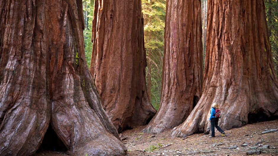 Tour a Yosemite e sequÃÂ³ias gigantes, San Francisco, CA, ESTADOS UNIDOS