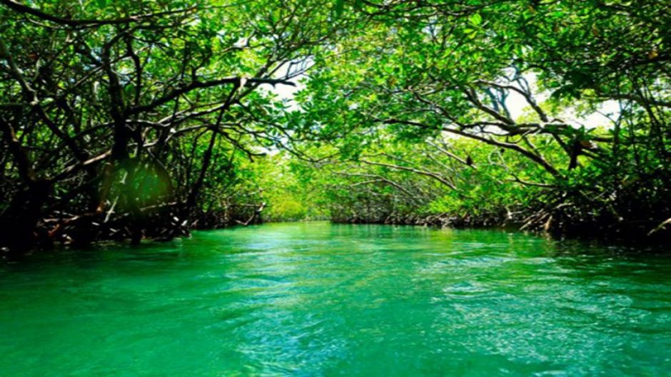 Tour por los manglares de Boquilla, Cartagena das Índias, Colômbia