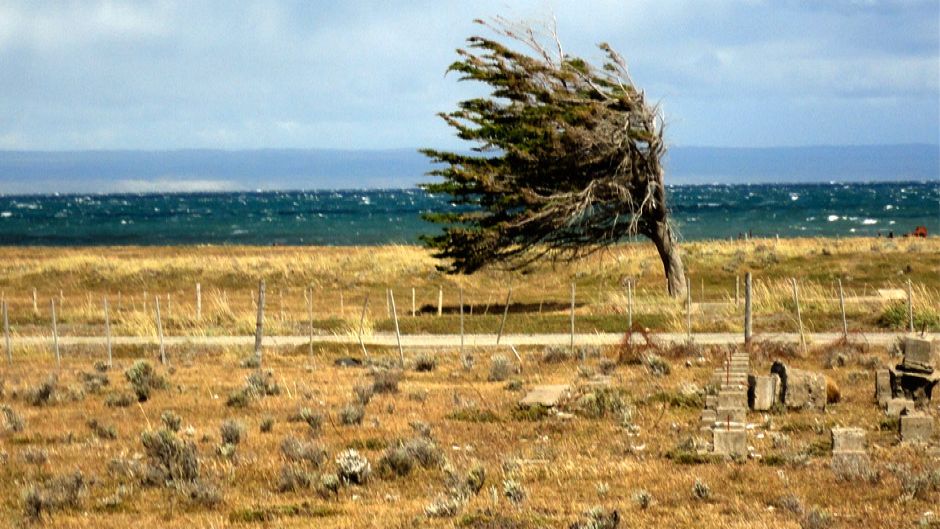 Tierra del Fuego e King Penguin Park, Punta Arenas, CHILE