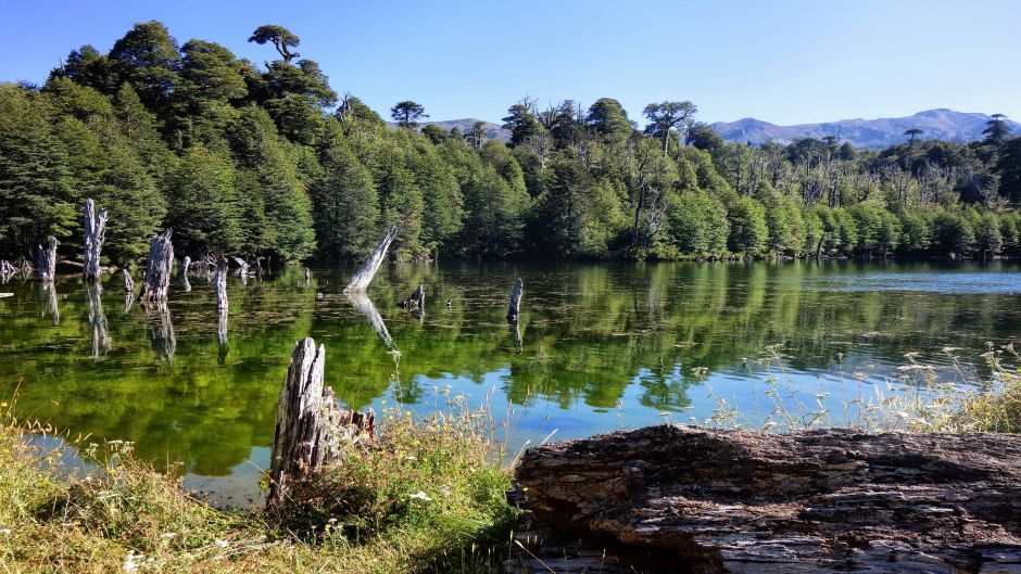 TREKKING PARQUE NACIONAL CONGUILLIO, Temuco, CHILE