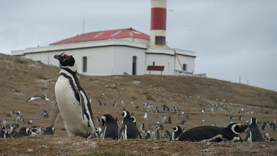 Navegando o pinguim em fiordes do sul II, Punta Arenas, CHILE