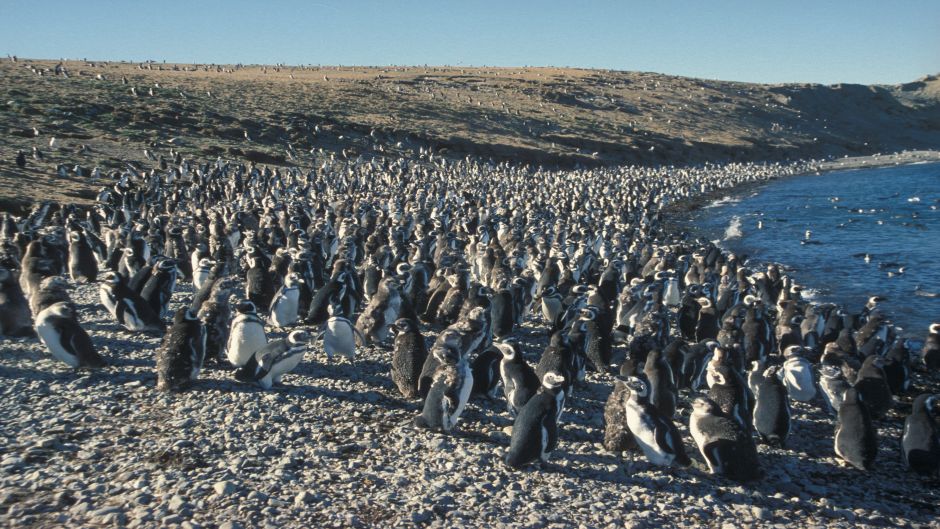 Navegando o pinguim em fiordes do sul II, Punta Arenas, CHILE