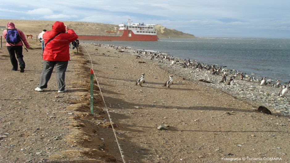 Navegando o pinguim em fiordes do sul II, Punta Arenas, CHILE