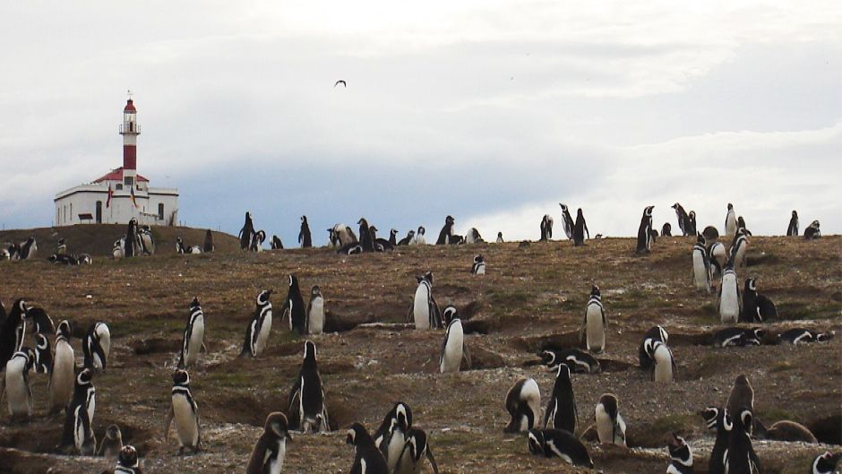 Navegando o pinguim em fiordes do sul II, Punta Arenas, CHILE