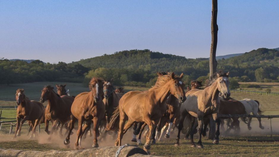 Dia de campo, como um gaÃºcho. Campo argentino, Buenos Aires, ARGENTINA