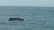 Chanaral  de Aceituno Tour - (ObservaÃ§Ã£o da baleia), La Serena, CHILE