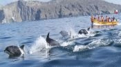 Chanaral  de Aceituno Tour - (ObservaÃ§Ã£o da baleia), La Serena, CHILE