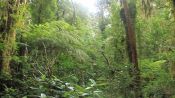 PATHWAYS OF CHUCAO - TREKKING / CANOPY, Valdivia, CHILE