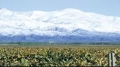 Rota dos Vinhos Valle de Uco, Mendoza, Mendoza, ARGENTINA