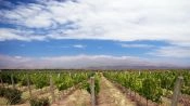 Rota dos Vinhos Valle de Uco, Mendoza, Mendoza, ARGENTINA