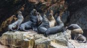 Tour Ã s Ilhas Ballestas, Paracas, PERU