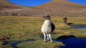 EXCURSÃO GEYSER DEL TATIO - VILLA MACHUCA, San Pedro de Atacama, CHILE