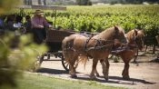 ROTAS DO VINHO - VALE DE COLCHAGUA, Santiago, CHILE