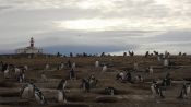 PINGUINERAS ILHA MAGDALENA, Punta Arenas, CHILE