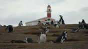 PINGUINERAS ILHA MAGDALENA, Punta Arenas, CHILE