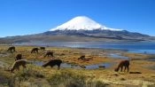 PARQUE NACIONAL LAUCA E LAGO CHUNGARA, Arica, CHILE