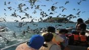 ISLA GRANDE DE CHILOE; ANCUD E  PINGUINERAS DE PUÃIHUIL, Puerto Varas, CHILE