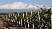 ROTA DOS VINHOS 1/2 DIA EM MENDOZA, Mendoza, ARGENTINA