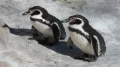 Visita de dia inteiro Ã  Ilha Damas, Reserva Nacional Humbolt Penguin, La Serena, CHILE