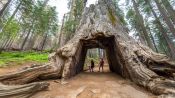 Tour a Yosemite e sequÃÂ³ias gigantes, San Francisco, CA, ESTADOS UNIDOS