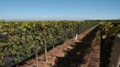 WINE TOUR, Ã¡REA CENTRAL DA CIDADE DE MENDOZA, Mendoza, ARGENTINA