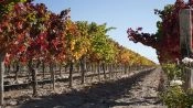 WINE TOUR, Ã¡REA CENTRAL DA CIDADE DE MENDOZA, Mendoza, ARGENTINA