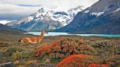 EXCURSÃ£O AO DIA TORRES DEL PAINE, Torres del Paine, CHILE