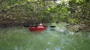 Tour por los manglares de Boquilla, Cartagena das Índias, Colômbia