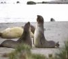 CRUZEIROS AUSTRALIS / PUNTA ARENAS - USHUAIA