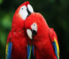 Guia de Aves em  GUATEMALA