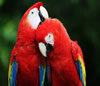 Guia de Aves em  ANGOLA